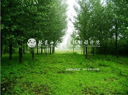 王院長帶隊赴河北平山縣生態莊園，開啟鄉村旅游規劃新篇章